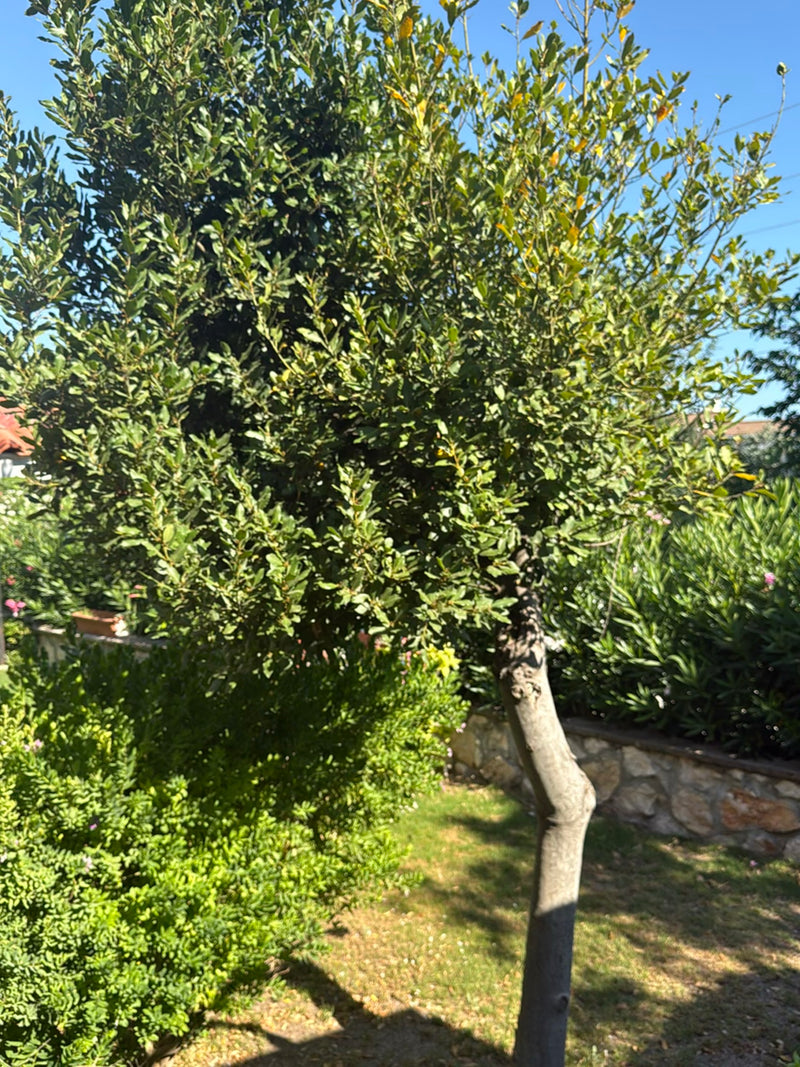 L'image montre un laurier noble adulte avec un feuillage vert dense et un tronc incurvé. L'arbre se trouve dans un jardin ensoleillé devant un muret en pierre.
