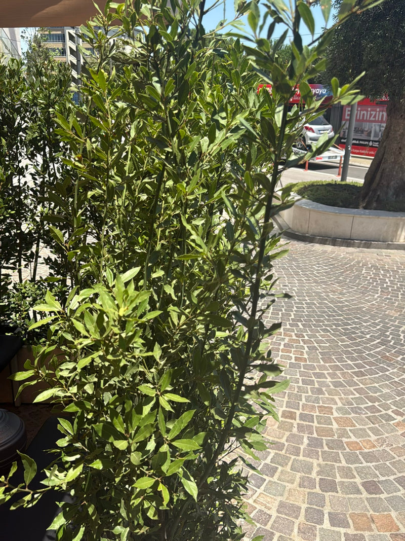 On aperçoit un arbuste de laurier dense aux feuilles vertes et brillantes dans un environnement urbain. La plante se trouve sur une place pavée à côté d'un c...