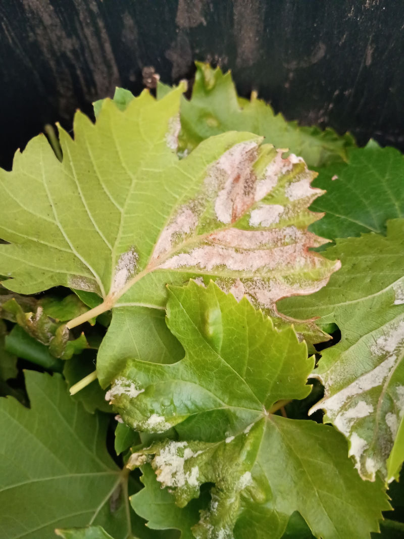 Oïdium de la vigne — Bild 1