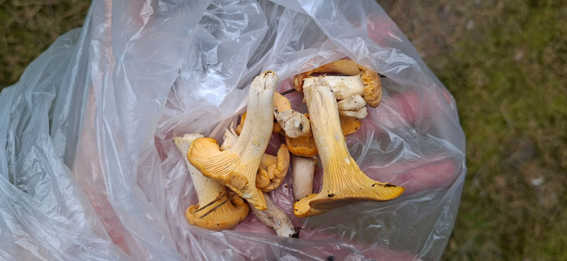 Vraie chanterelle — Bild 1