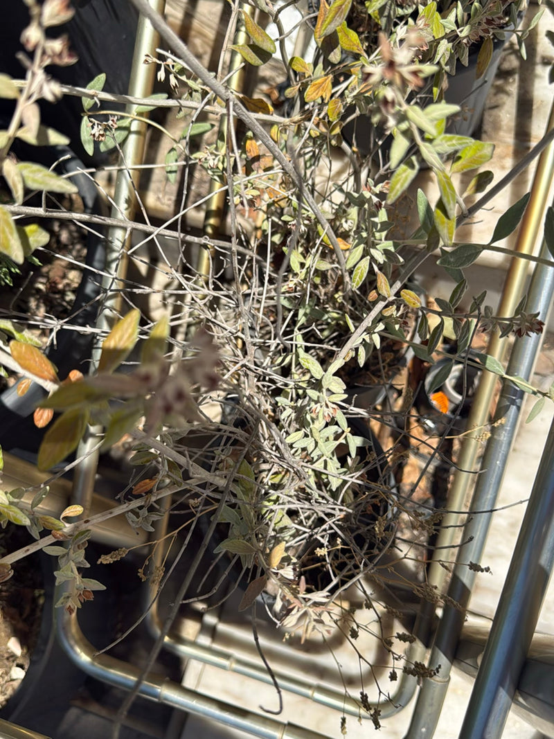 On voit un plant de sauge touffu dans un pot vu du dessus. Les feuilles typiques gris-vert et les tiges ramifiées sont clairement reconnaissables.