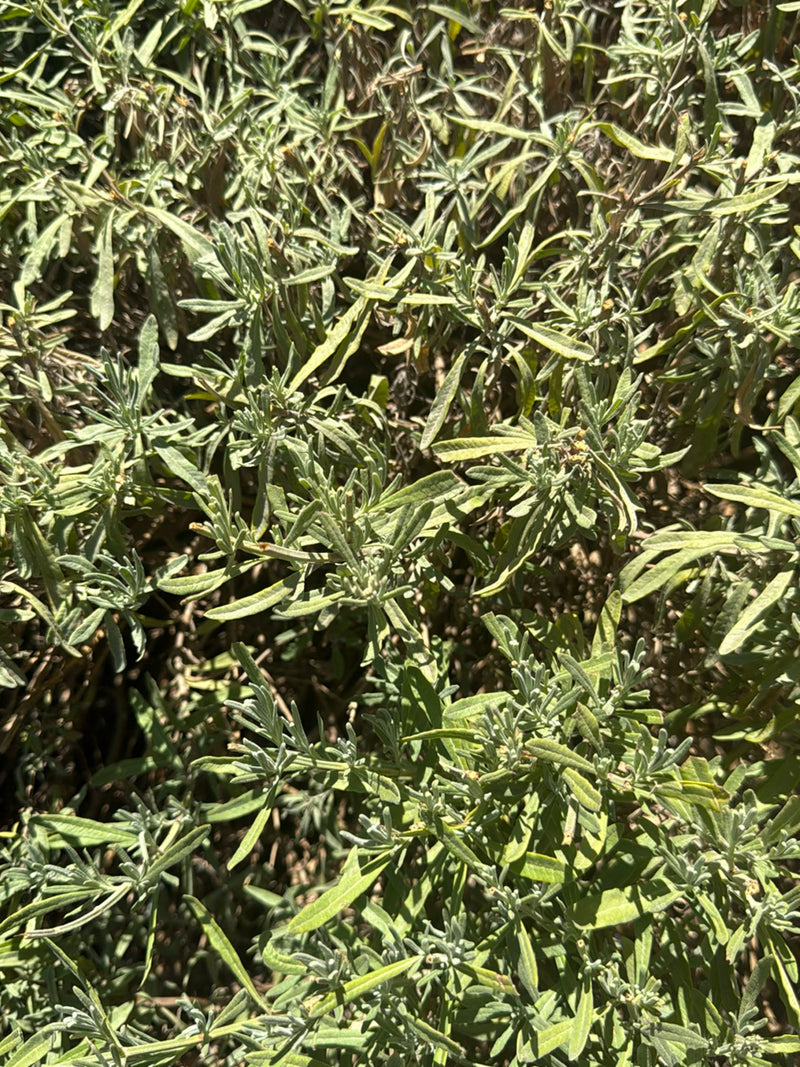 On aperçoit une plante dense de sauge officinale vue du dessus avec ses feuilles typiques, allongées et légèrement velues. Les feuilles gris-vert poussent en...