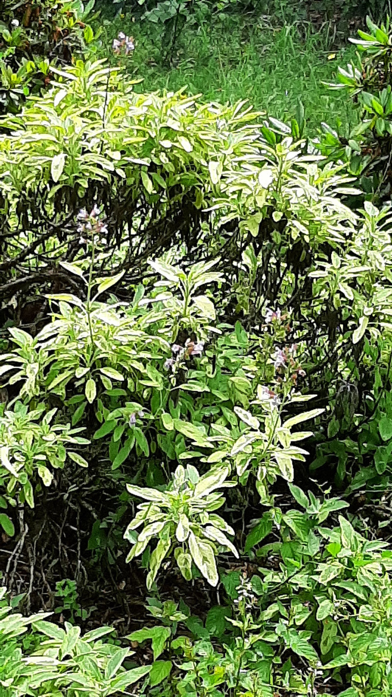 L'image montre une sauge officinale buissonnante avec des feuilles vert clair et de délicates inflorescences dans un parterre de jardin.