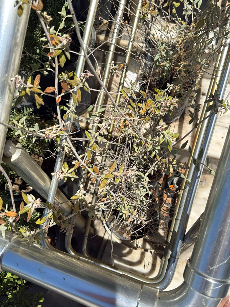 L'image montre une plante de Salvia officinalis poussant dans un pot, partiellement cachée par une rampe d'escalier. Les feuilles allongées typiques sont bie...