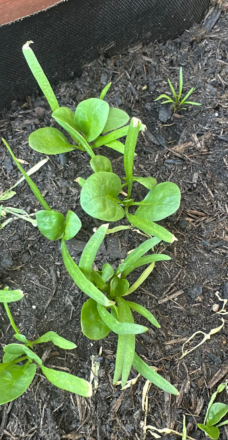 épinard — Bild 3