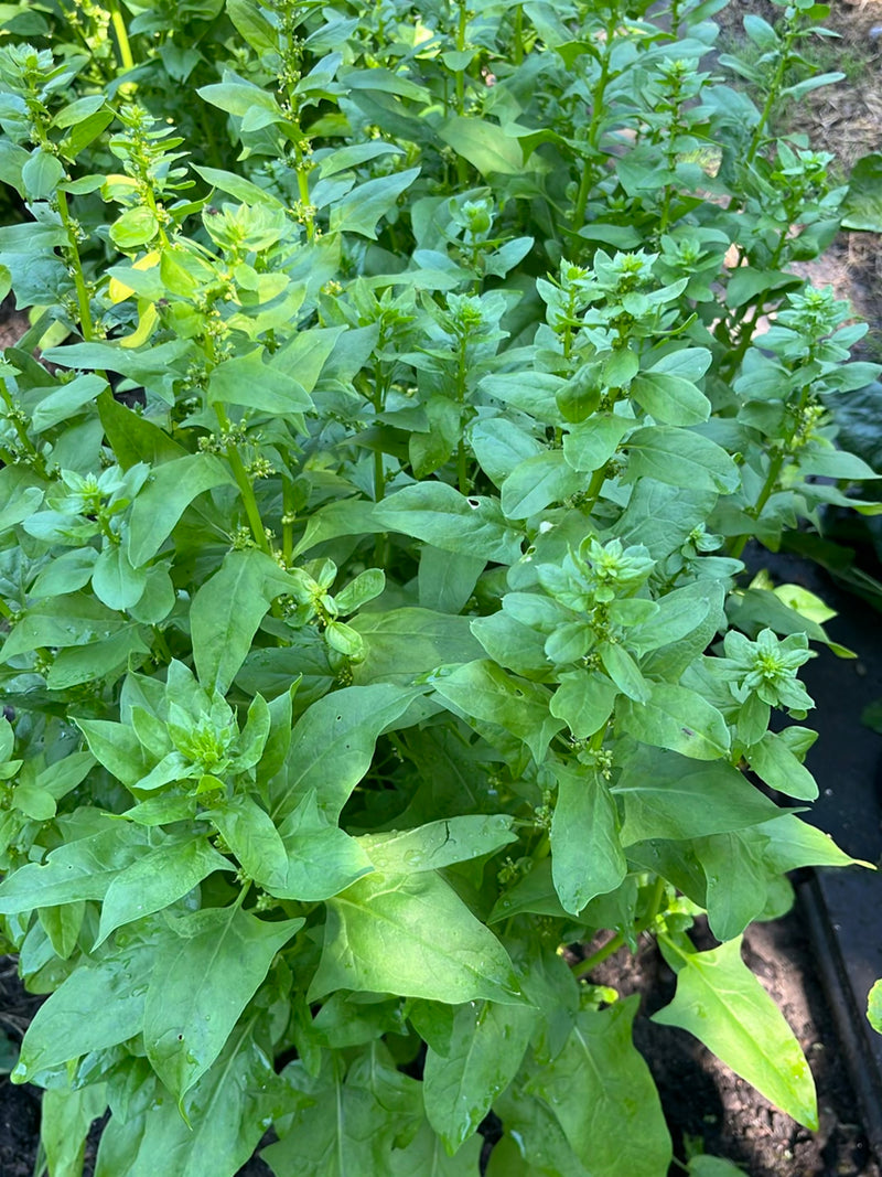 On aperçoit un groupe dense de plants d'épinards aux feuilles vertes et aux tiges dressées dans un parterre de jardin. La perspective plonge sur la culture e...