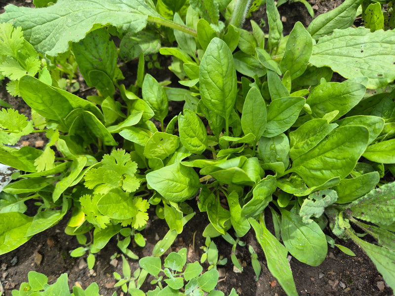 On peut voir un plant d'épinards à la croissance dense avec des feuilles vert vif dans un parterre. Les feuilles typiques sont serrées les unes contre les au...