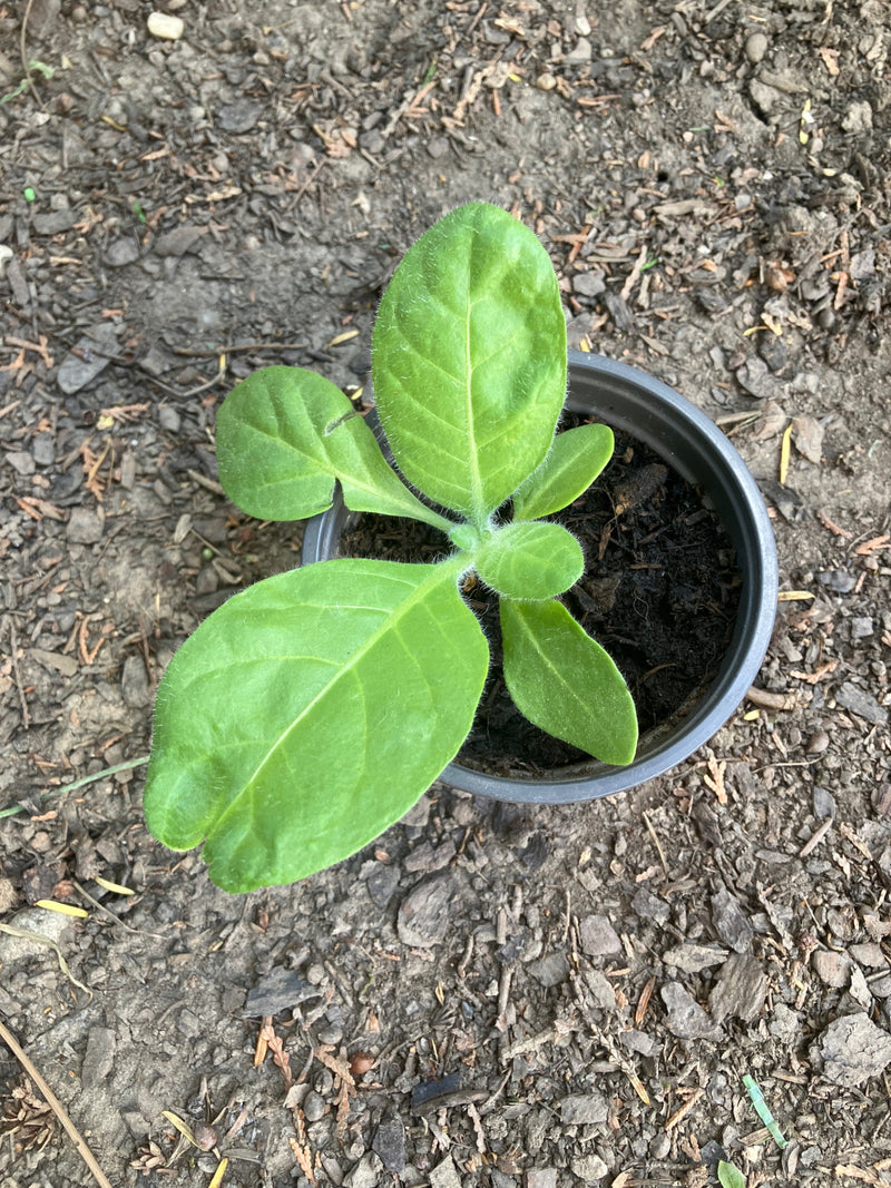 plante de tabac — Bild 1