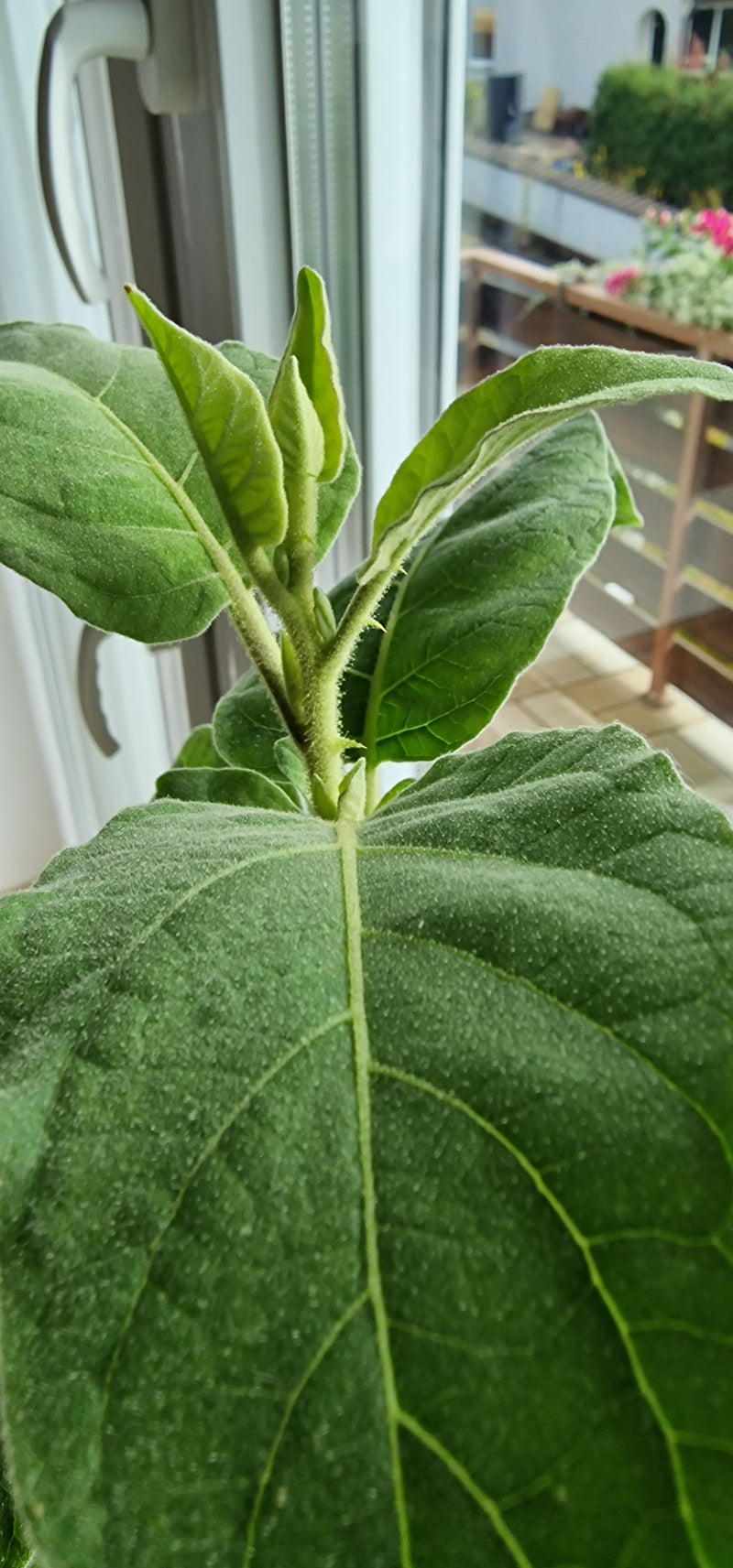 La partie supérieure d'un jeune plant de tabac est visible, montrant une tige densément velue et des feuilles vertes duveteuses devant une fenêtre.