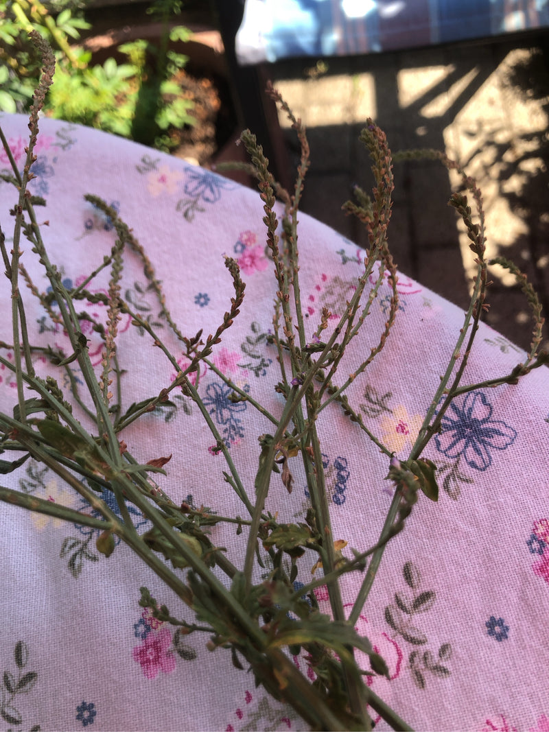 Verveine — Bild 1