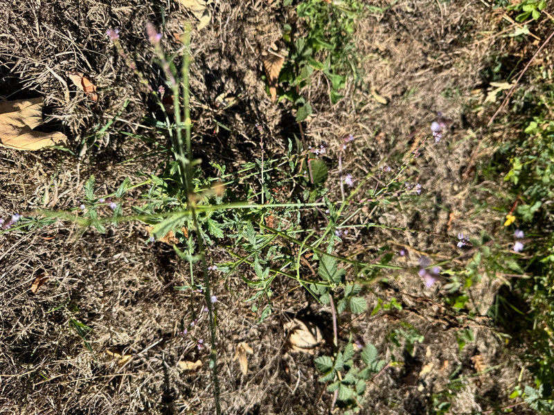 L'image montre une plante de verveine en fleurs avec ses inflorescences délicates typiques sur une prairie sèche. La prise de vue est dirigée vers le sol.