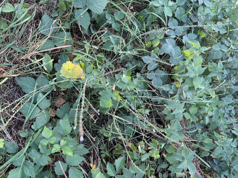 Verveine — photo 3 sur 15