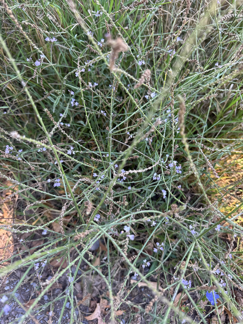 Une verveine officinale en fleurs avec ses épis ramifiés caractéristiques et ses petites fleurs violettes pousse parmi les herbes au bord d'un chemin.