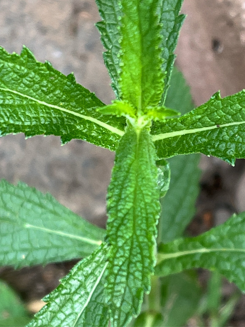 On voit le feuillage vert et la tige dressée d'une verveine par le dessus. Les feuilles aux formes typiques ont une surface texturée.