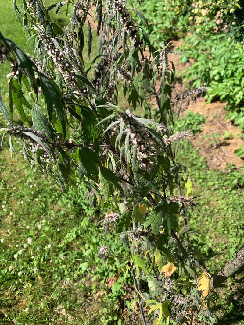 On voit un pied mûr d'agripaume cardiaque avec ses feuilles lobées caractéristiques et ses fleurs verticillées. La photo montre la partie supérieure de la pl...