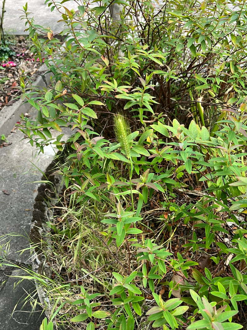 Millepertuis — Bild 3
