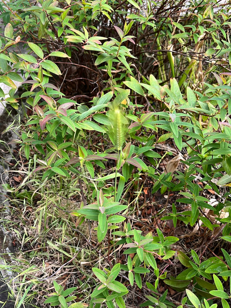 Millepertuis — Bild 2