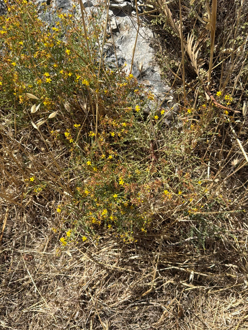 L'image montre une plante de millepertuis en fleurs avec ses fleurs jaunes typiques. Elle pousse dans un environnement sec entre des pierres et de l'herbe de...