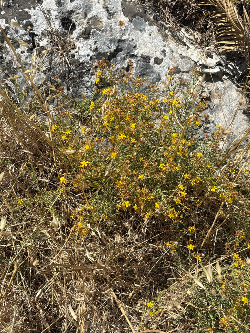 On aperçoit une plante en fleurs avec de petites fleurs jaunes devant un environnement rocheux. La plante pousse dans de l'herbe sèche.