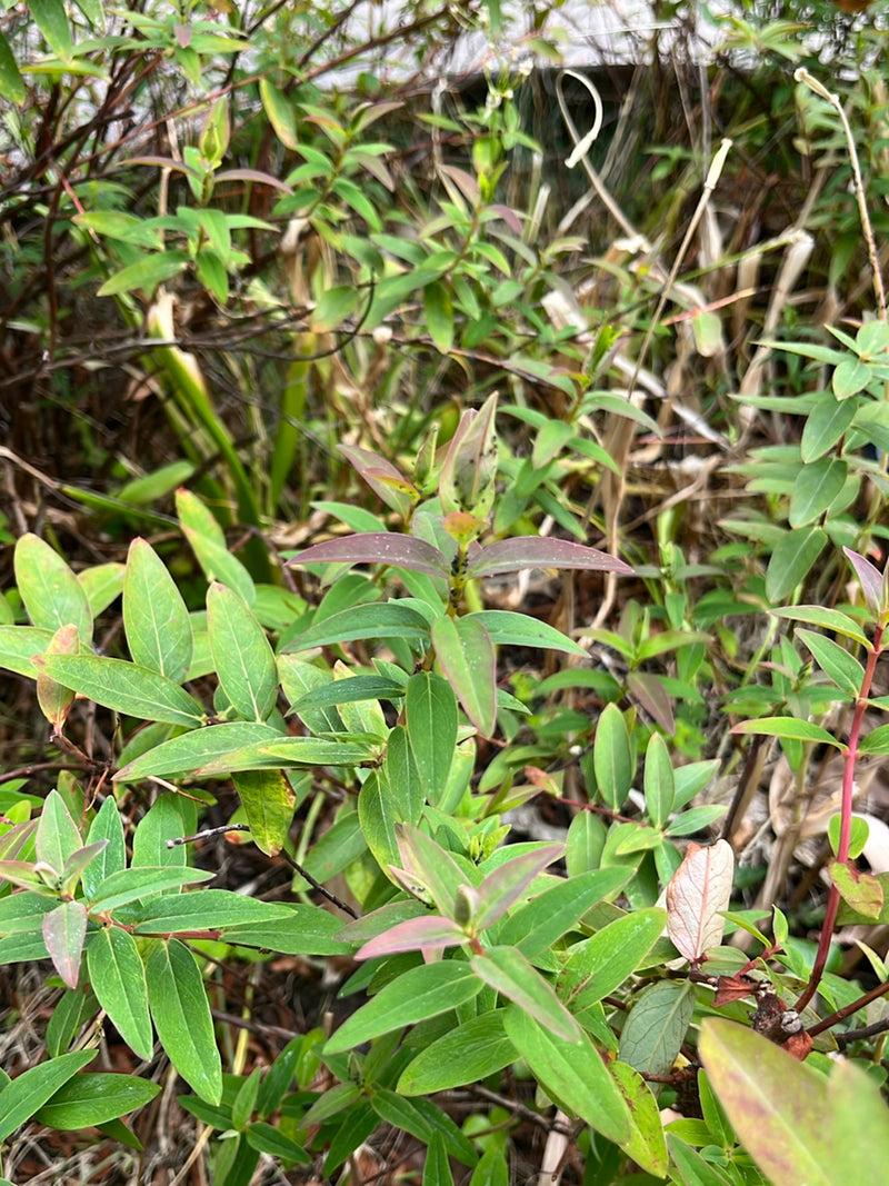Millepertuis — Bild 1