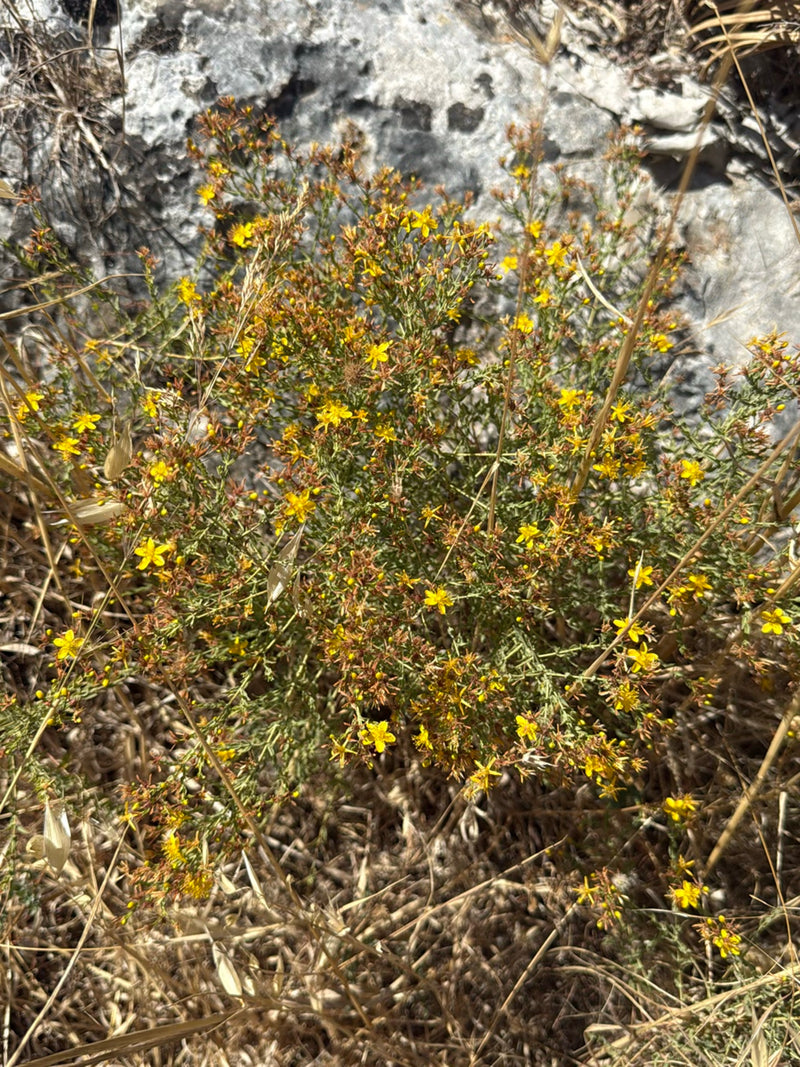On y voit un plant de millepertuis en fleurs avec des fleurs jaunes caractéristiques. Il pousse sur un fond rocheux au milieu d'herbe sèche.