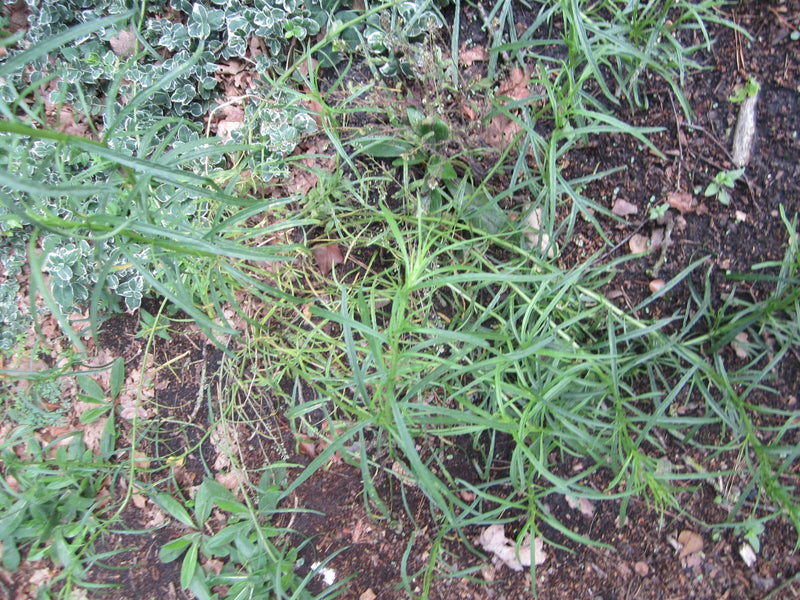 Véritable linaire vulgaire — Bild 1