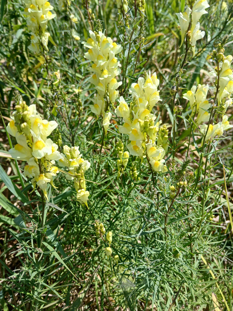 Véritable linaire vulgaire — photo 1 sur 14