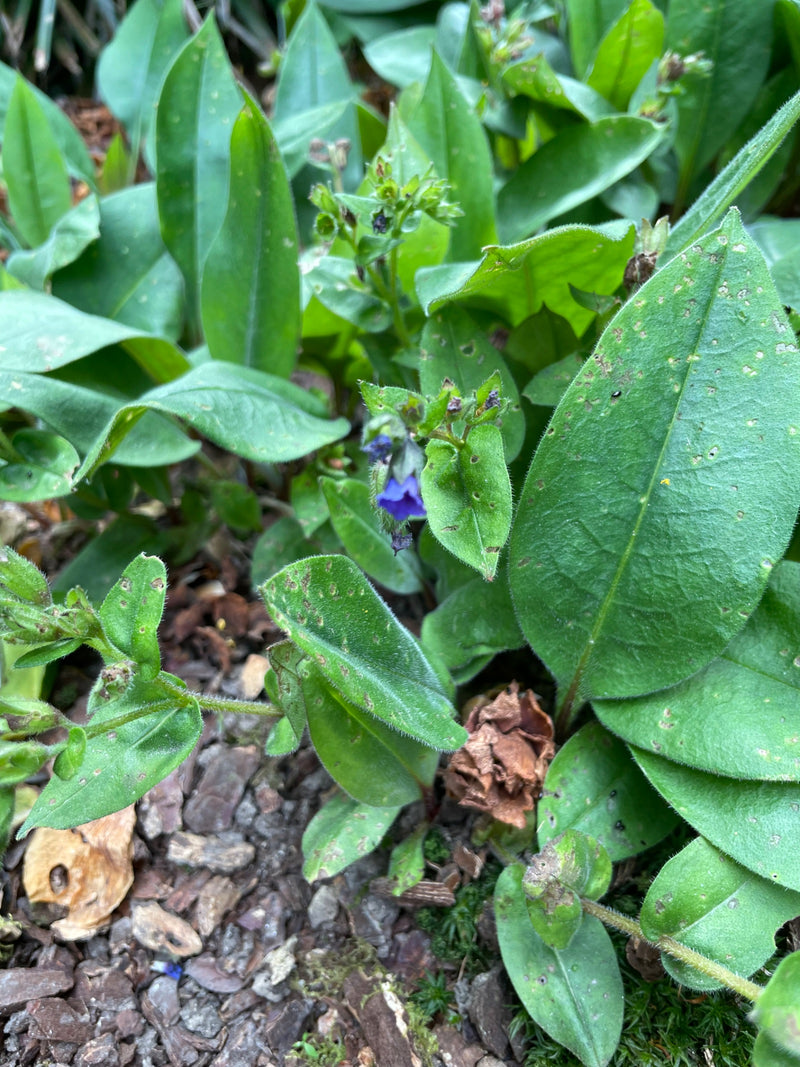 Pulmonaire — Bild 1
