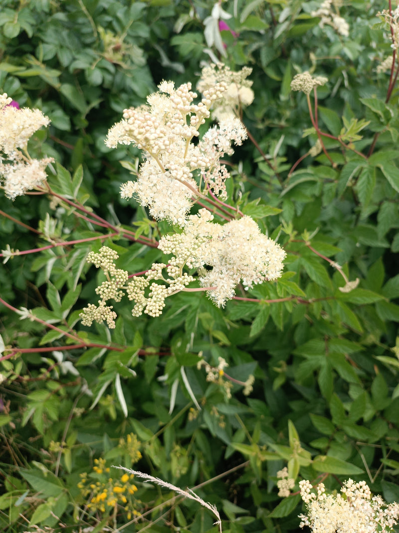 La photo montre les inflorescences touffues d'un blanc crème et les feuilles vertes pennées de la reine-des-prés. La plante pousse dans un environnement natu...