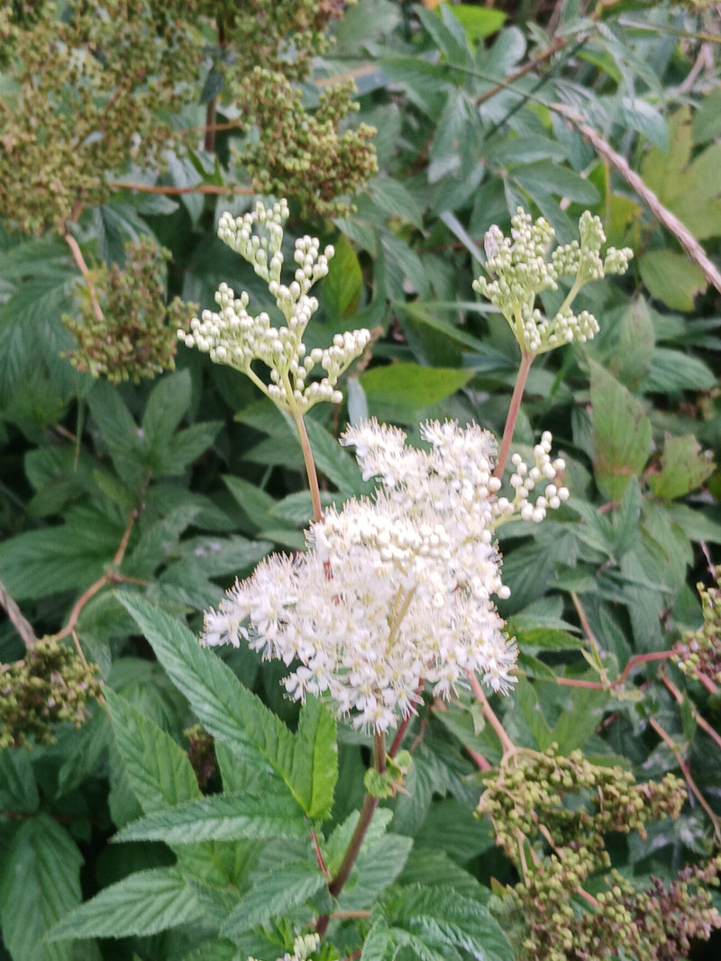 Un gros plan de la reine des prés montre ses inflorescences blanches typiques et ses feuilles pennées. La plante pousse dans un environnement vert.