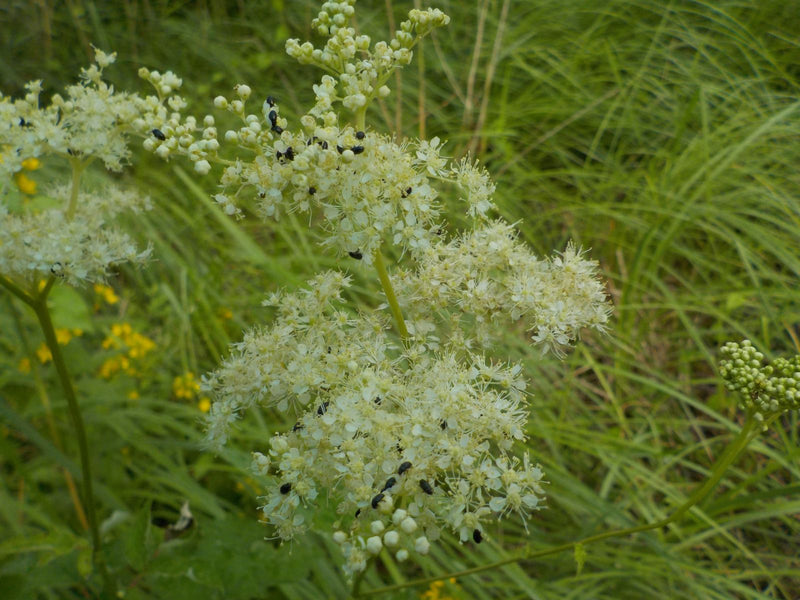 On aperçoit l'inflorescence blanc-crème de la reine des prés, sur laquelle se trouvent plusieurs petits insectes noirs. La vue montre la plante par-dessus su...