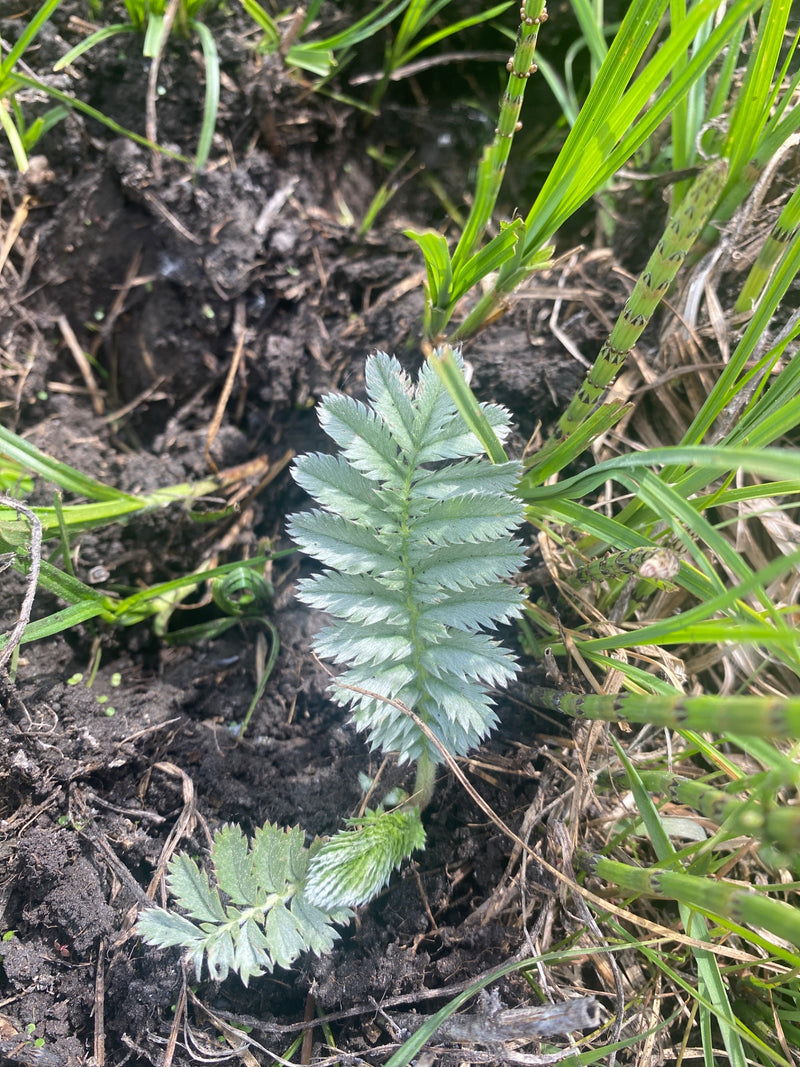 Véritable reine des prés — Bild 1