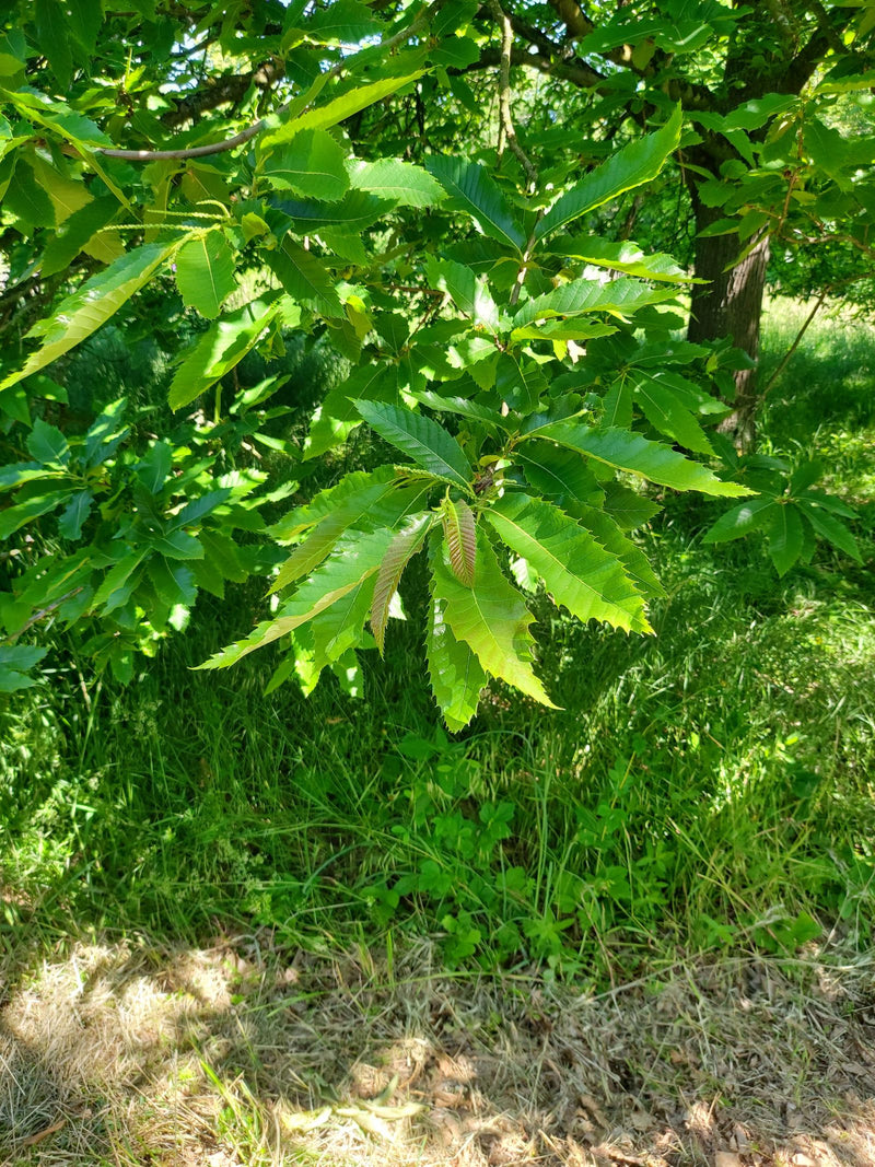 Châtaignier — Bild 2
