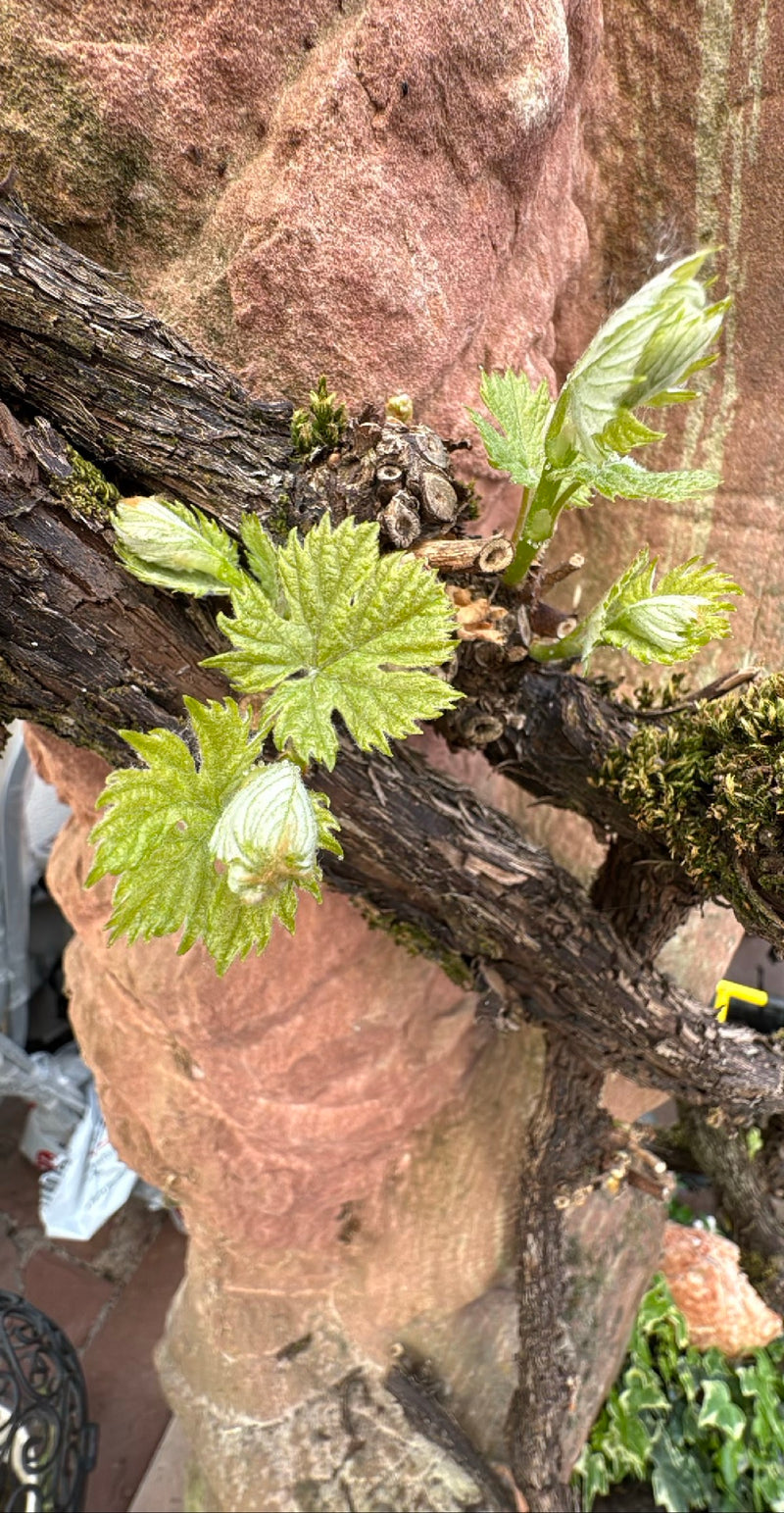 Vin ornemental — Bild 1