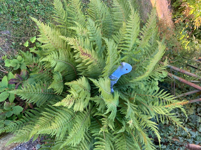 Une fougère touffue poussant dans un jardin, avec une figurine d'oiseau bleu nichée entre ses frondes.