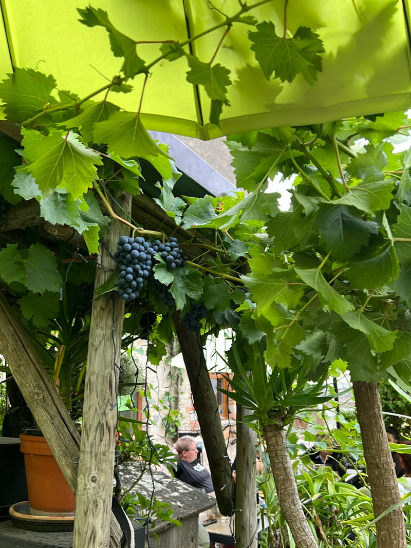 On peut voir une vigne luxuriante avec des feuilles caractéristiques et des raisins mûrs, poussant sur une structure en bois sous un parasol.