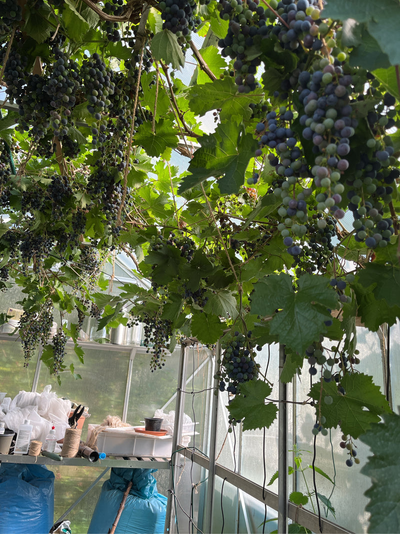 L'image montre des raisins mûrs et des feuilles vertes d'une vigne suspendus à une structure dans une serre.