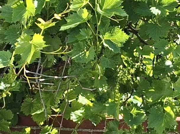 L'image montre des feuilles vertes et des vrilles d'une vigne. La plante pousse densément contre un mur extérieur.