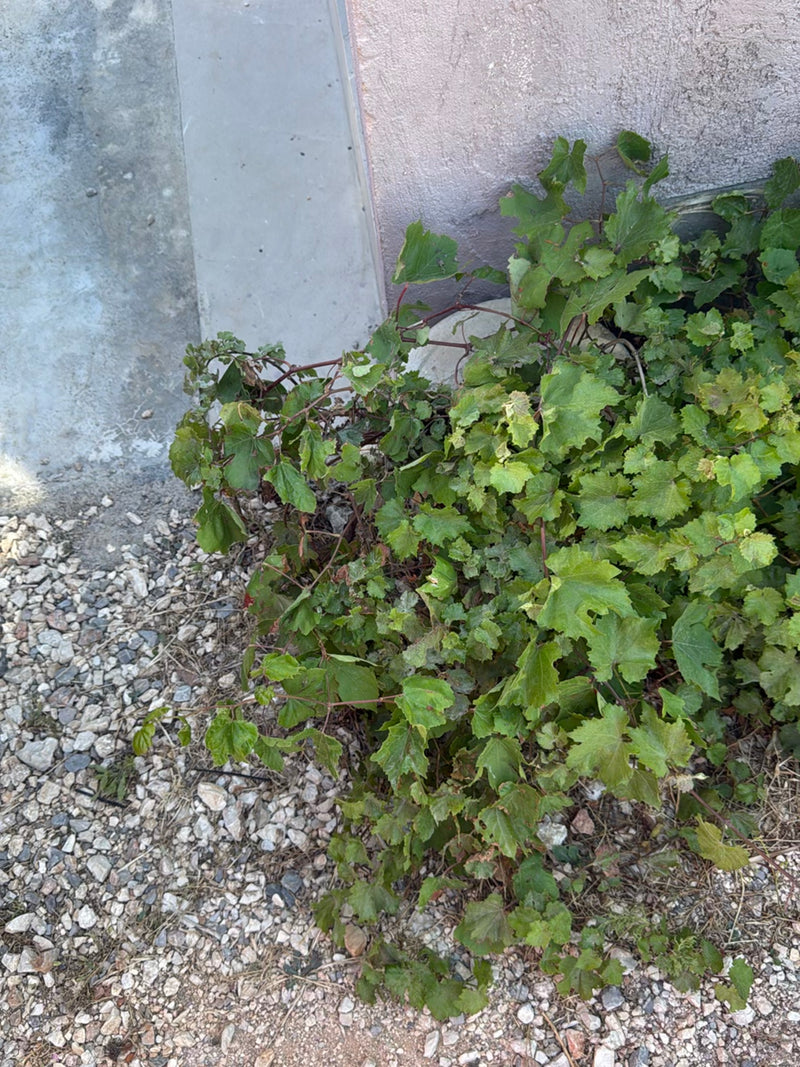 On peut voir une vigne à la croissance luxuriante, avec des feuilles lobées caractéristiques et des pousses rougeâtres, qui pousse sur un sol de gravier deva...