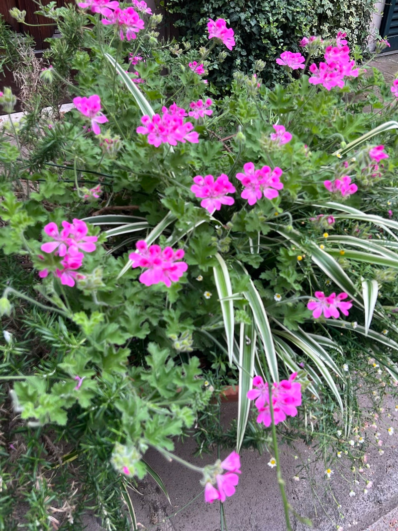Lierre pélargonium — Bild 1