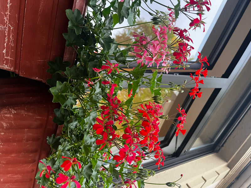 Lierre pélargonium — Bild 3
