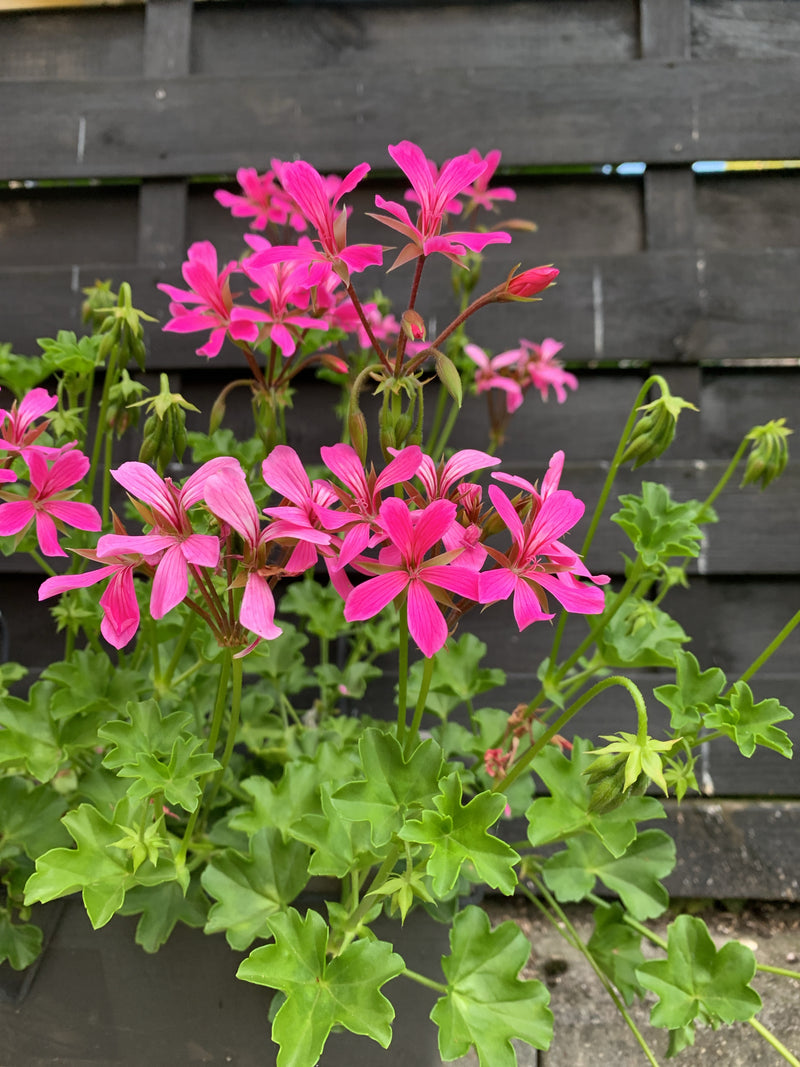 Lierre pélargonium — Bild 5