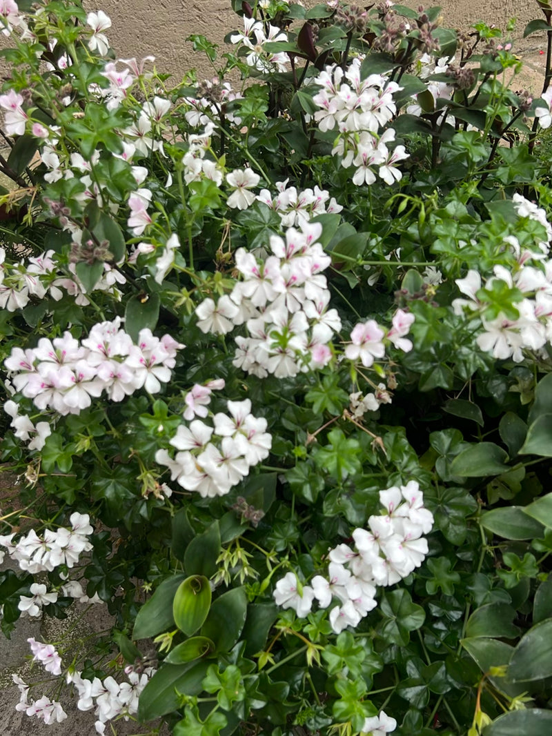 Lierre pélargonium — Bild 2