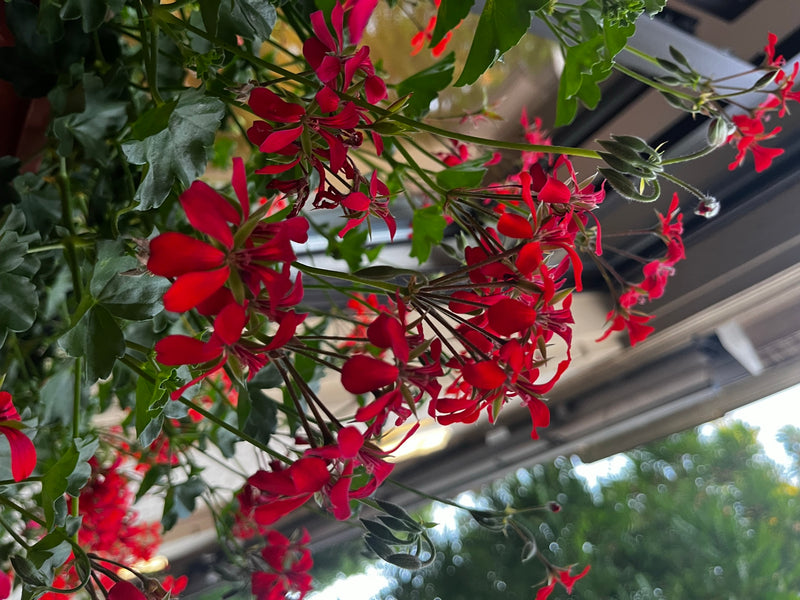Lierre pélargonium — Bild 4