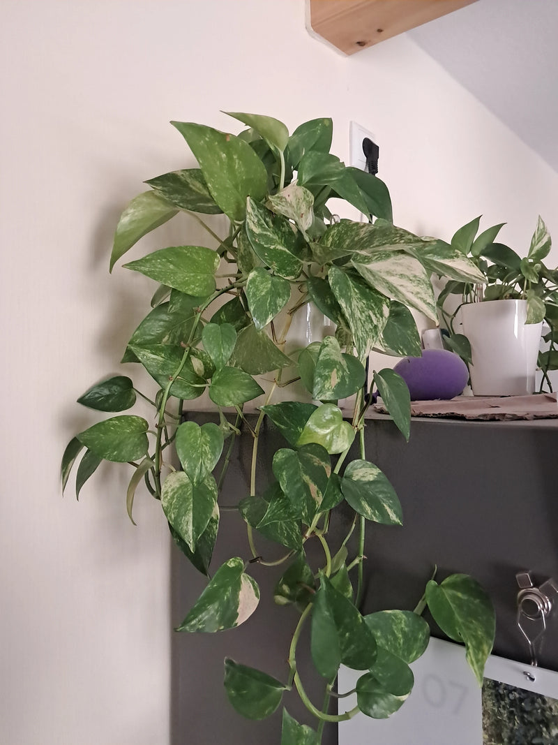 L'image montre un pothos en bonne santé dans un pot, posé sur un meuble et retombant. Les feuilles aux motifs typiques sont bien visibles.