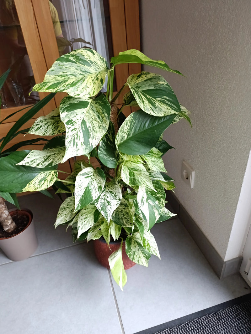 Un pothos panaché pousse le long d'un tuteur dans un pot posé sur un sol carrelé en intérieur.