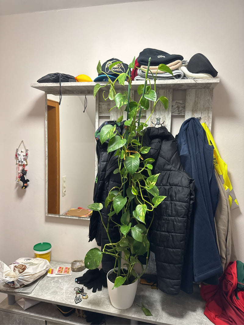 Un grand pothos doré dans un pot blanc se trouve devant un porte-manteau à l'intérieur.
