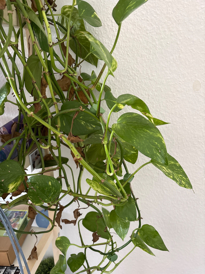 On voit un pothos avec des feuilles caractéristiques vert-jaune et de longues tiges poussant devant un mur clair.