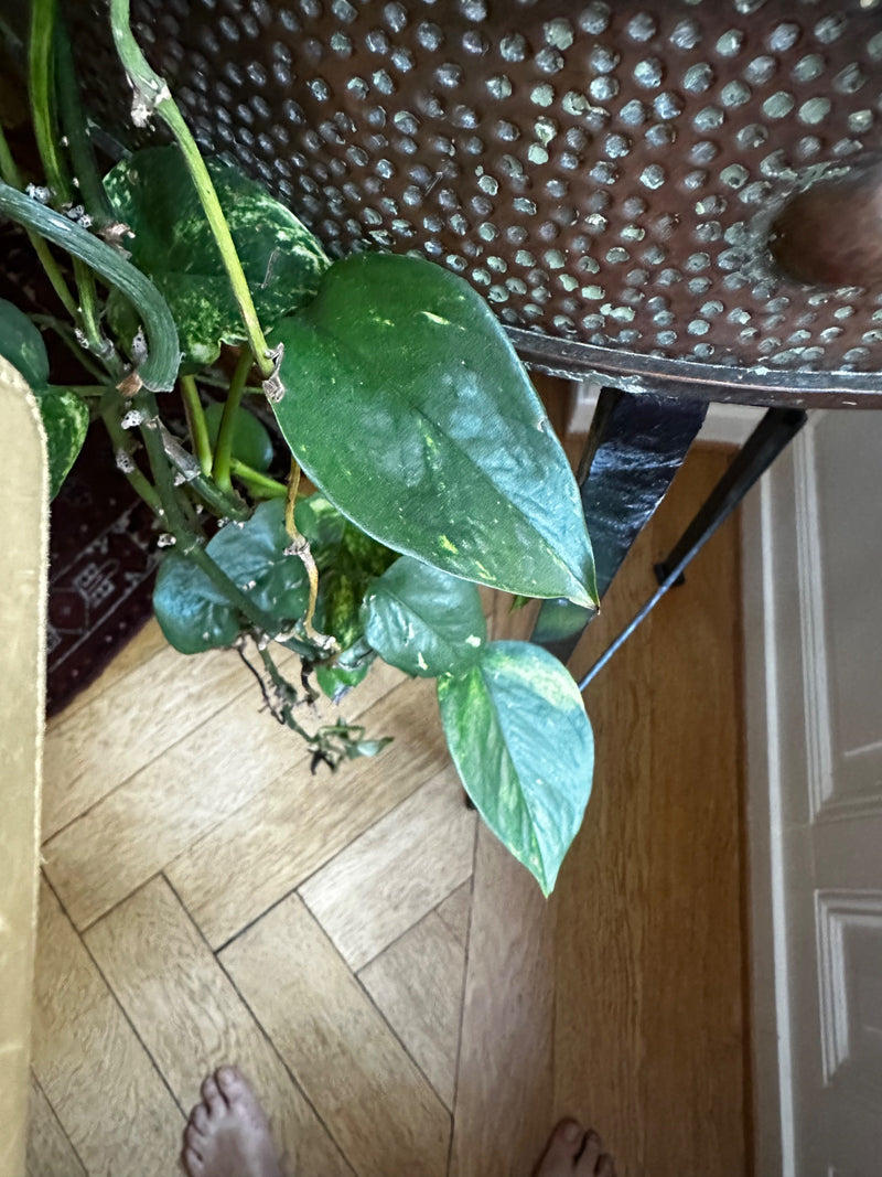 On peut voir un pothos avec des feuilles et des tiges vertes légèrement panachées. La plante pousse à l'intérieur au-dessus d'un plancher en bois.
