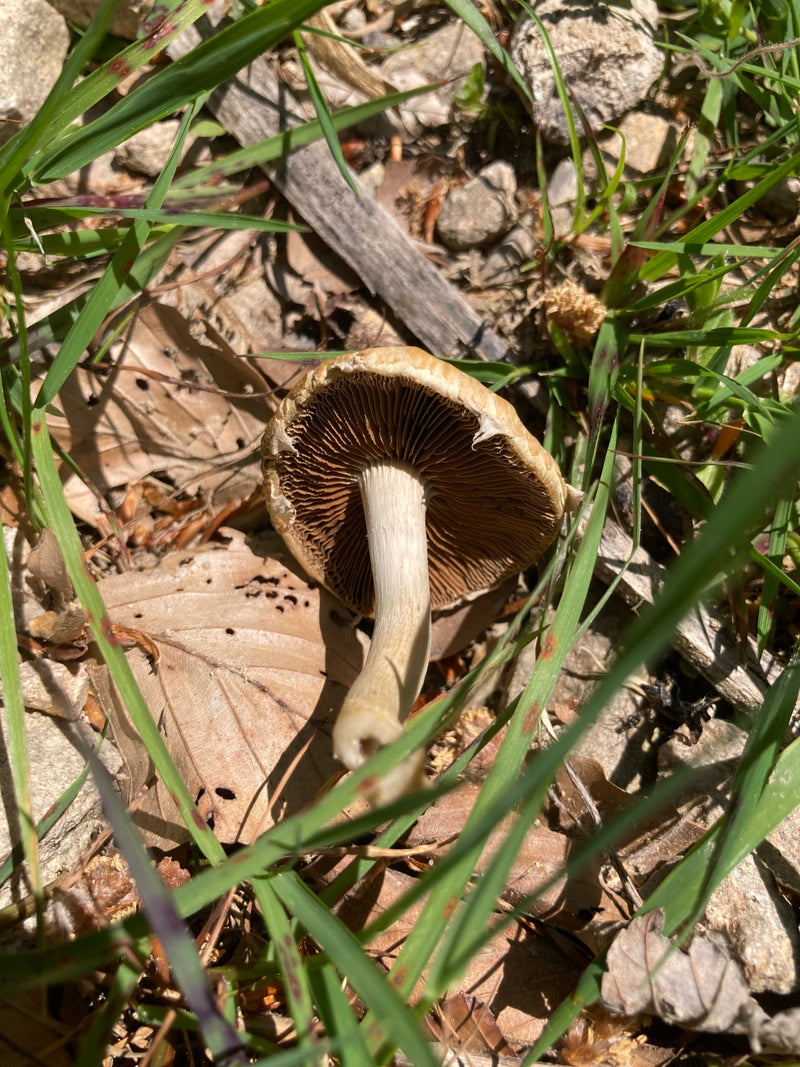Egerling (champignon) — Bild 1